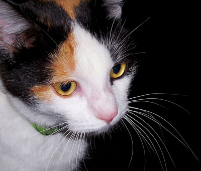 Maggie the Cat (Calico)