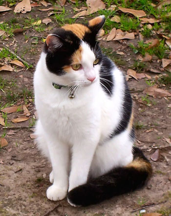 Maggie the Cat (Calico)