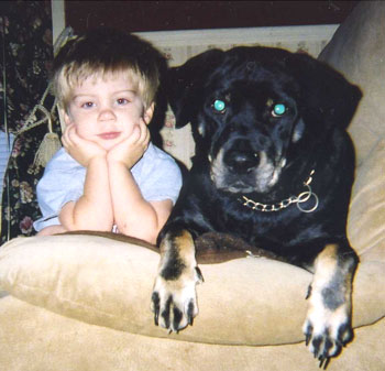Max (Lab, Rock and Chow Mix)