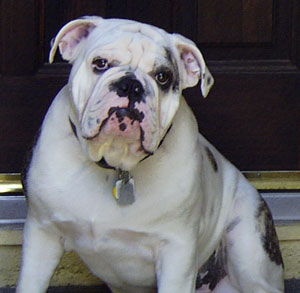 Montague's Cactus Jack (Bulldog)