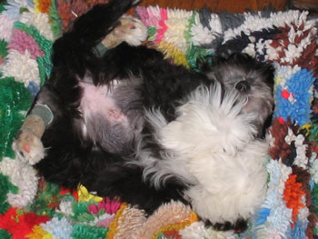 Muffin's Spaying (Papillon/ShihTzu/Poodle)