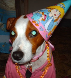 Nina Bella Loor (Jack Russell Terrier)