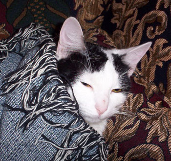 Oreo the Cat