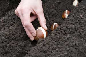 Planting Bulbs