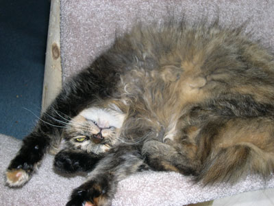 Scruffy the Cat