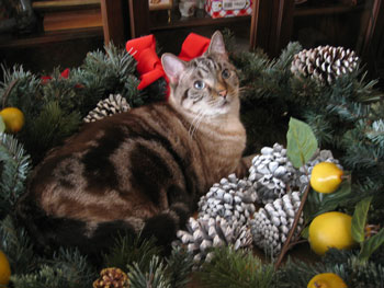 Sir Catty-Kit (Maine Coon-Siamese)