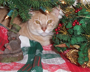 Slick (Yellow Tabby Cat)