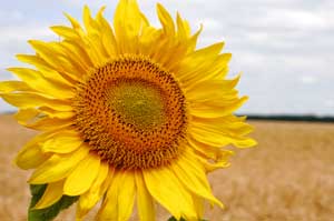 Preparing Sunflower Seeds