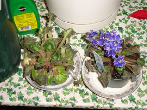 African Violets Damaged By Cold