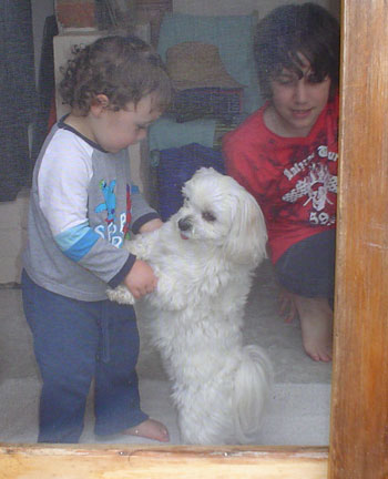 Casper (Maltese Australian Silky Terrier)
