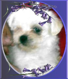Casper (Maltese Australian Silky Terrier)