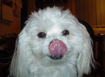 Casper (Maltese Australian Silky Terrier)