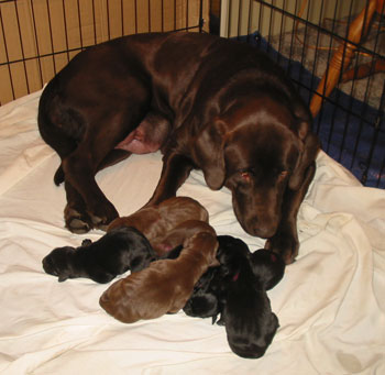 Coco (Chocolate Lab) and Her Pups