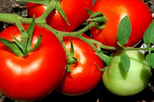 Container Gardening Tomatoes