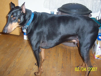 Dukane (Doberman Retriever)