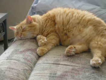 Foster the Cat