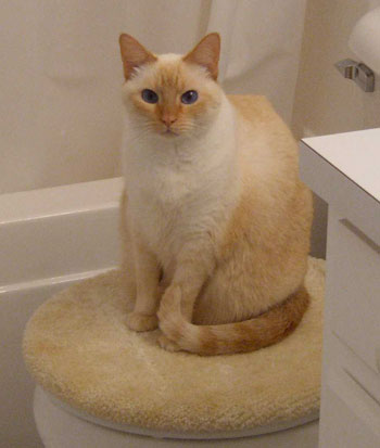 Hendrix (Siamese?)