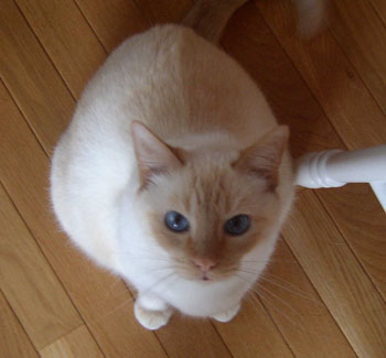 Hendrix - Siamese?