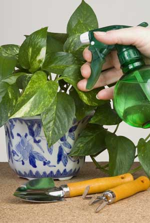 Humidity And Your Houseplants