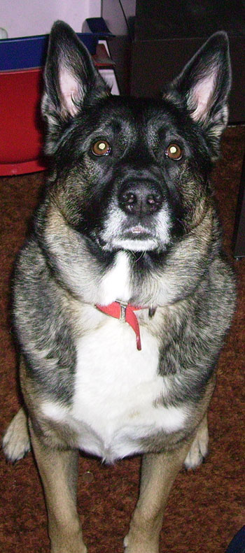 Jake (Husky/Border Collie)