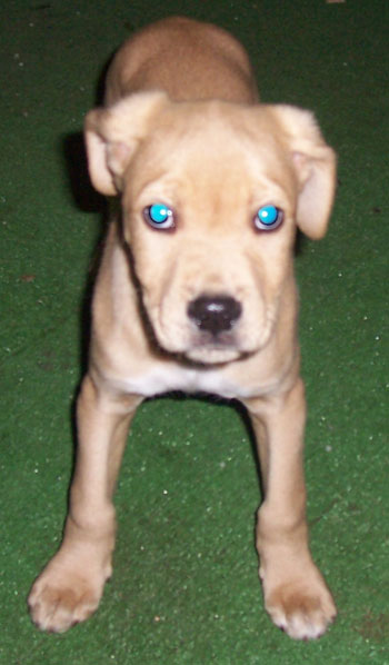 Kayoz Deago Martin (Pitbull)