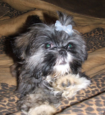 Miss Akemi (Shih Tzu)