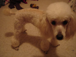 Clothing Patterns for a Miniature Poodle