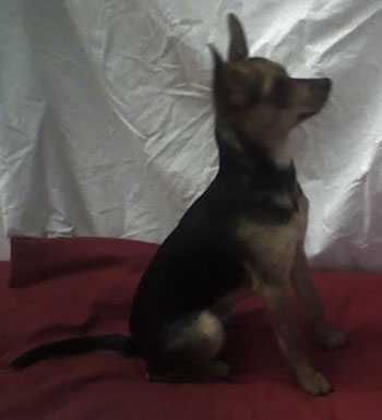 Prince (Chihuahua/Miniature Pinscher)