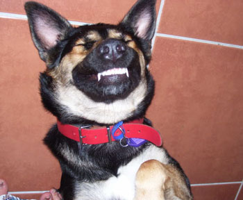 Ruby Ramona (German Shepherd x Siberian Husky)