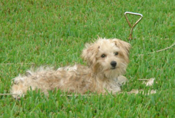 Scooter Bentley