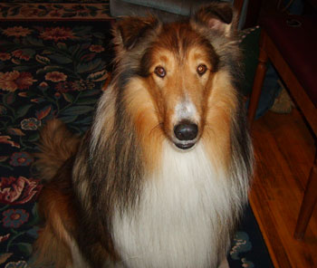 Shelby (Collie)