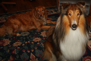Shelby (Collie) and Jazmin (Golden Retriever)