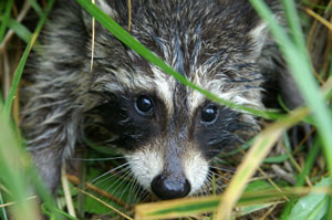 Keeping Small Wildlife Out Flower Beds