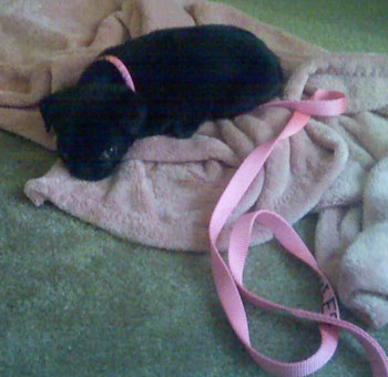 Snuggles (Pug) the Puppy