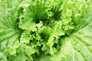 Storing Lettuce