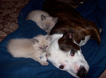 Vada (Pit Bull), Jade and Suki (Blue Point Siamese)