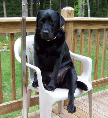 Zoee (Labrador Retriever)