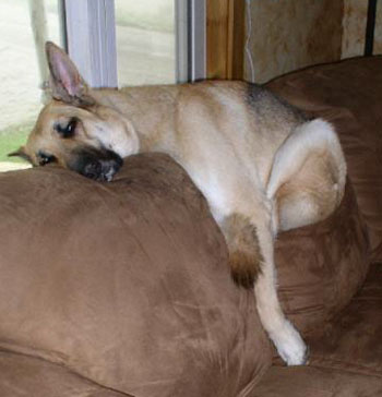 Wim (German Shepherd)
