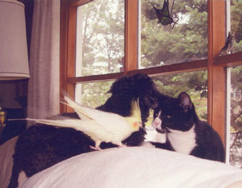 3 Friends (Pekepoo, Cockatiel and Cat)