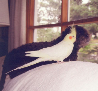 3 Friends (Pekepoo, Cockatiel and Cat)