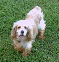 cocker spaniel