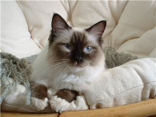 Annie's Pretty Blue Eyes