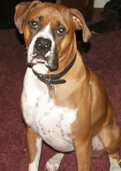 Tyson (Boxer)