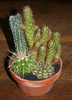 Creating a Cactus Dish Garden