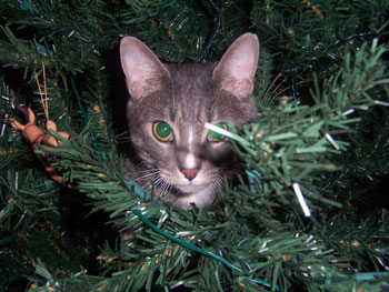 Cat in Christmas Tree