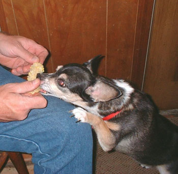 Chica (Chihuahua)