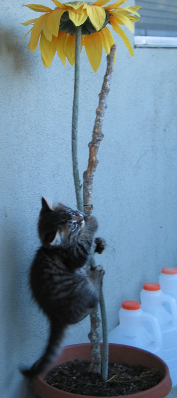 kitty climbing flower stalks