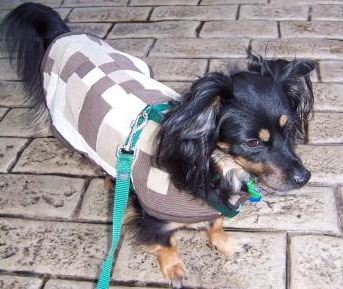Coat for the Pup