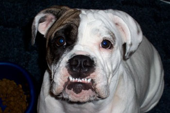 Daisy (English Bulldog)