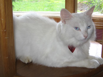 Fluffy (Persian)